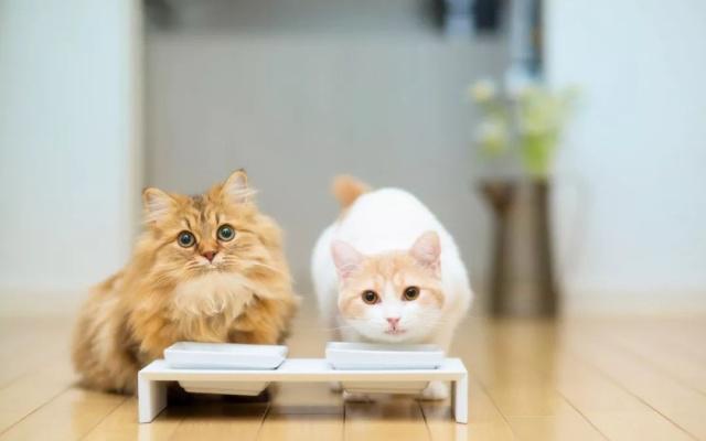 创新营销城会玩！从黑猫命名看欧拉品牌的破圈思维