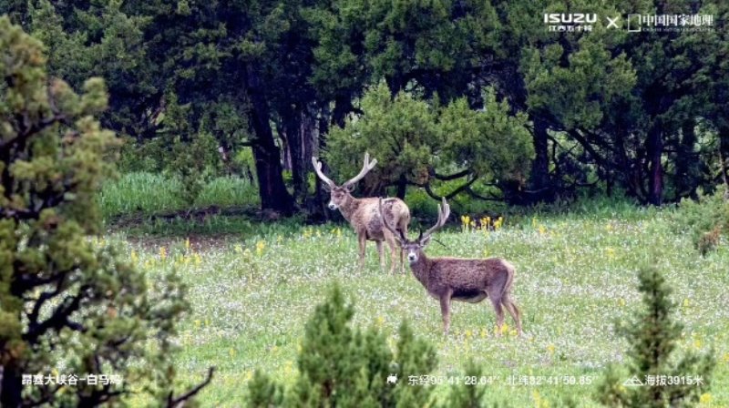 江西五十铃科考“绝地生灵”澜沧江源雪豹行摄之旅完美收官