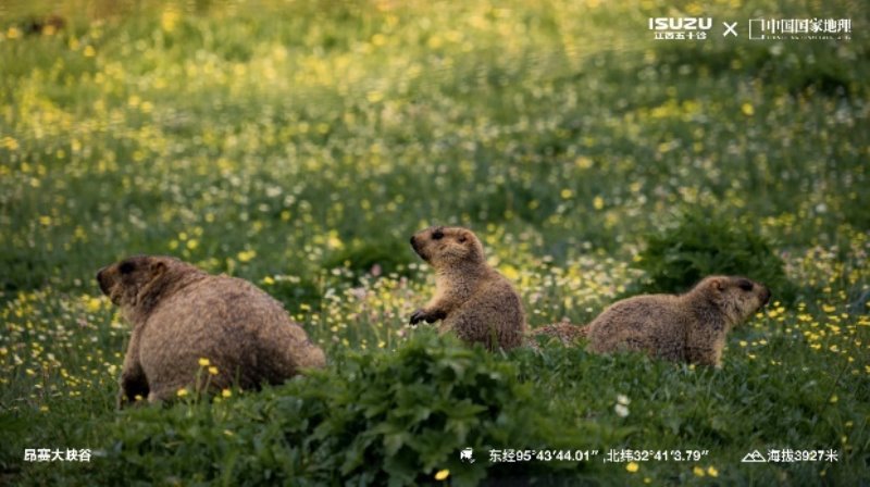 江西五十铃科考“绝地生灵”澜沧江源雪豹行摄之旅完美收官