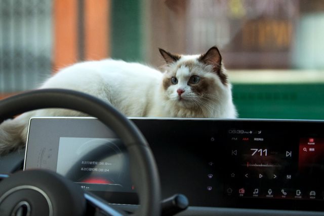 花猫、贵猫 都不如能够提升生活质量的欧拉白猫！ 