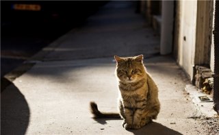与自己的爱猫相遇 欧拉黑猫喊你一起收养“萌宠”了