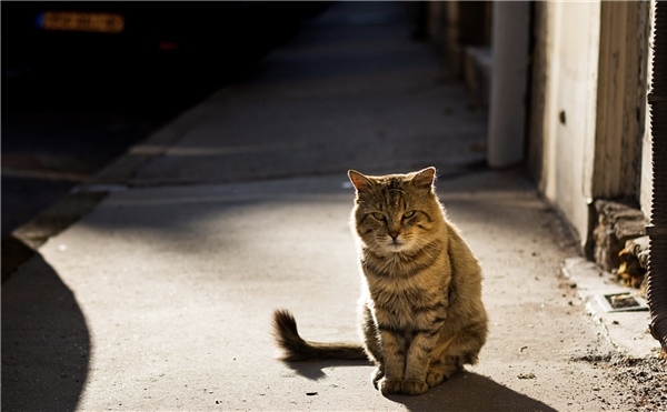 与自己的爱猫相遇 欧拉黑猫喊你一起收养“萌宠”了