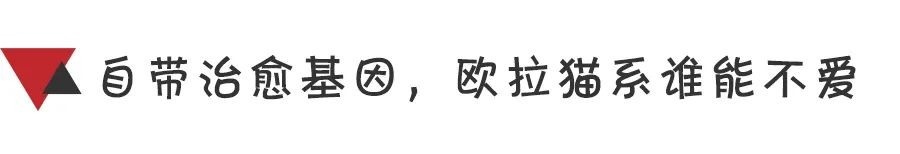 每个FLAG都是大事件 2021还有比遇见欧拉更治愈的事吗？