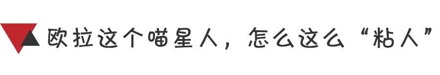 每个FLAG都是大事件 2021还有比遇见欧拉更治愈的事吗？