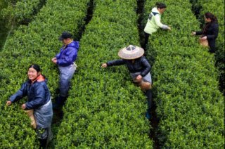 江南采茶季 风骏5尽早安排！
