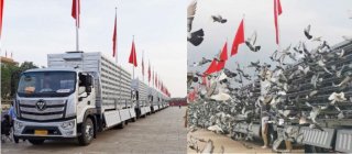 华诞盛典欧航欧马可圆满护驾10万羽和平鸽背后的故事