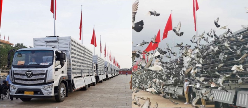 华诞盛典欧航欧马可圆满护驾10万羽和平鸽背后的故事