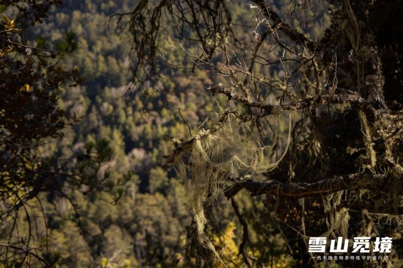 雪山觅境 2021年一汽丰田生物多样性守护者行动圆满完成