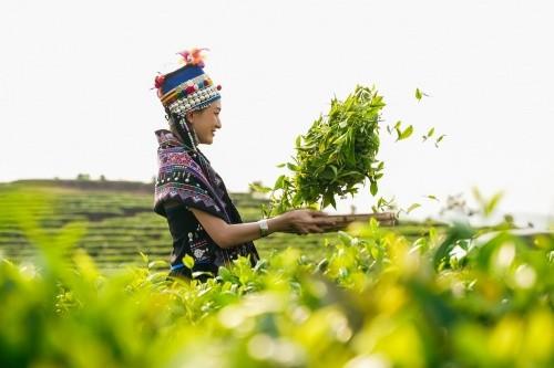 一起炮茶 探秘茶王之旅 长城炮物产共创基地正式授牌