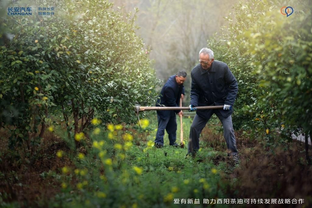 让茶油一路飘香,长安汽车帮扶铺就乡村振兴“共富”路