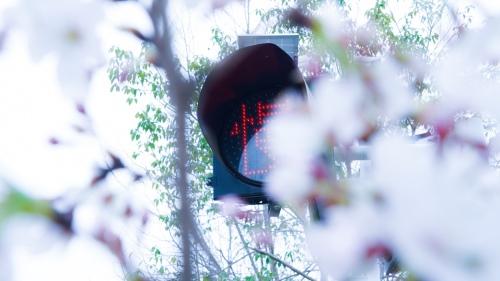 樱花季|与思域一起踏入武汉春天