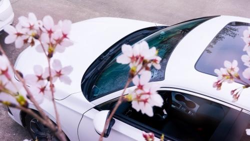 樱花季|与思域一起踏入武汉春天