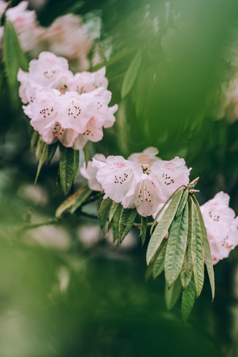新款Cayenne探秘高山杜鹃花保护之旅