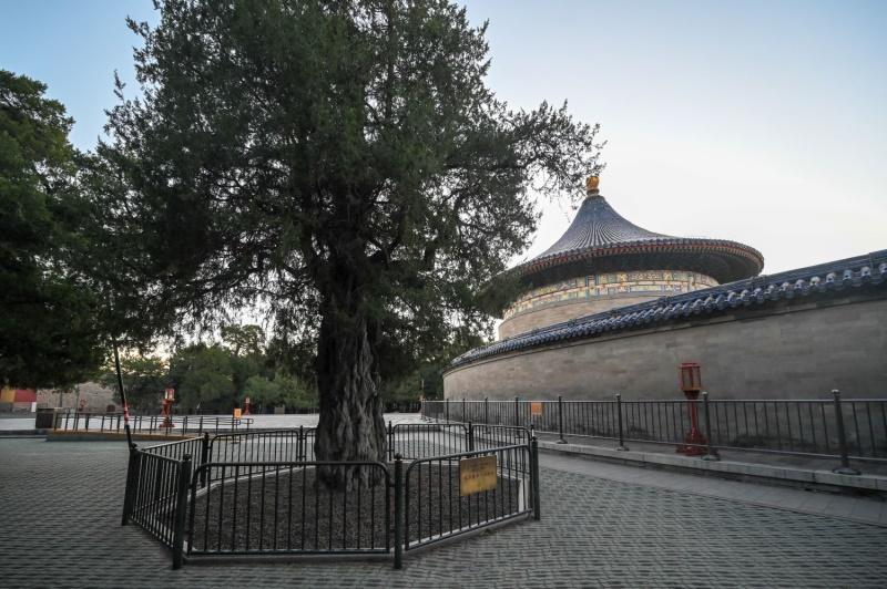 世界城市日——《北京自然城市古树观赏指南》发布，奥迪中国邀您共绘绿色美好宜居城市画卷